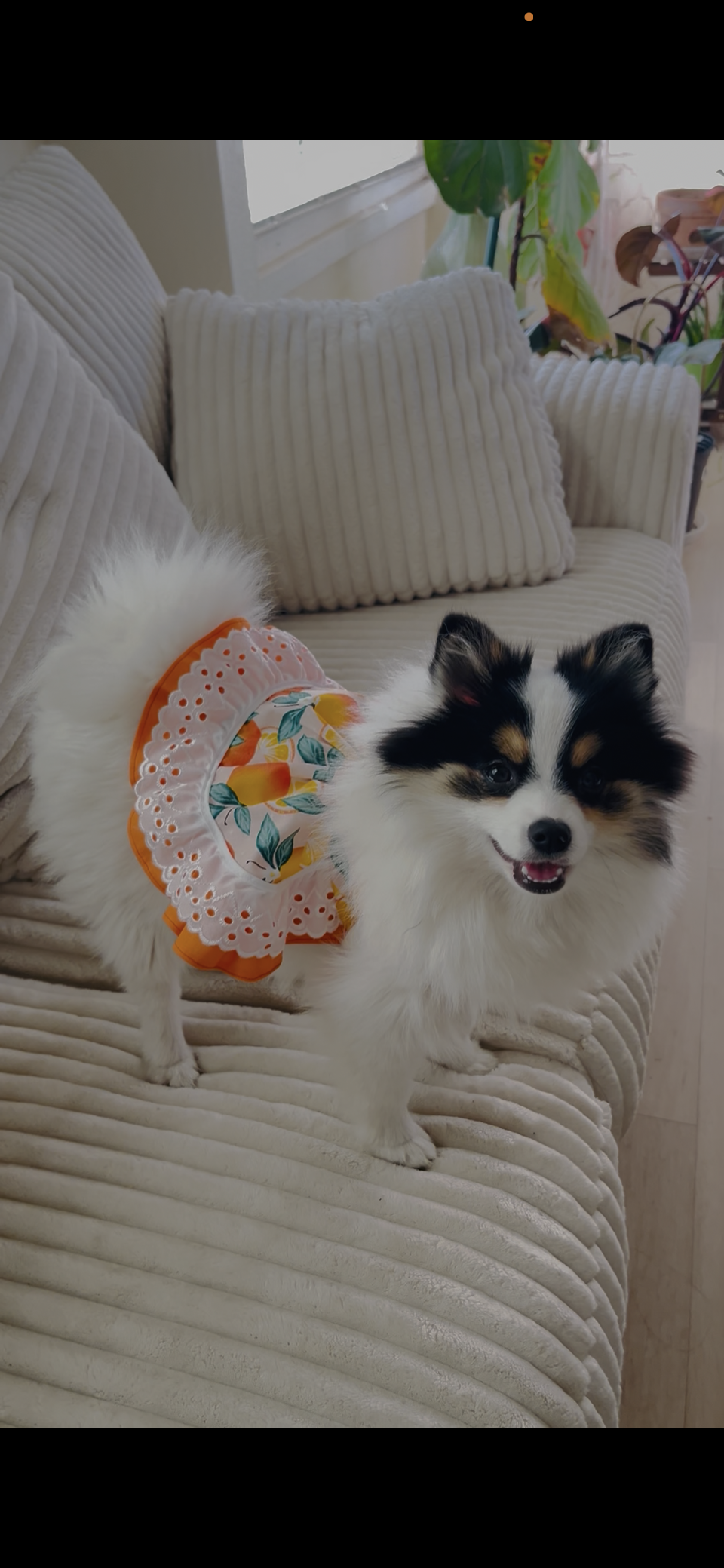 Summer fresh orange treat dog dress