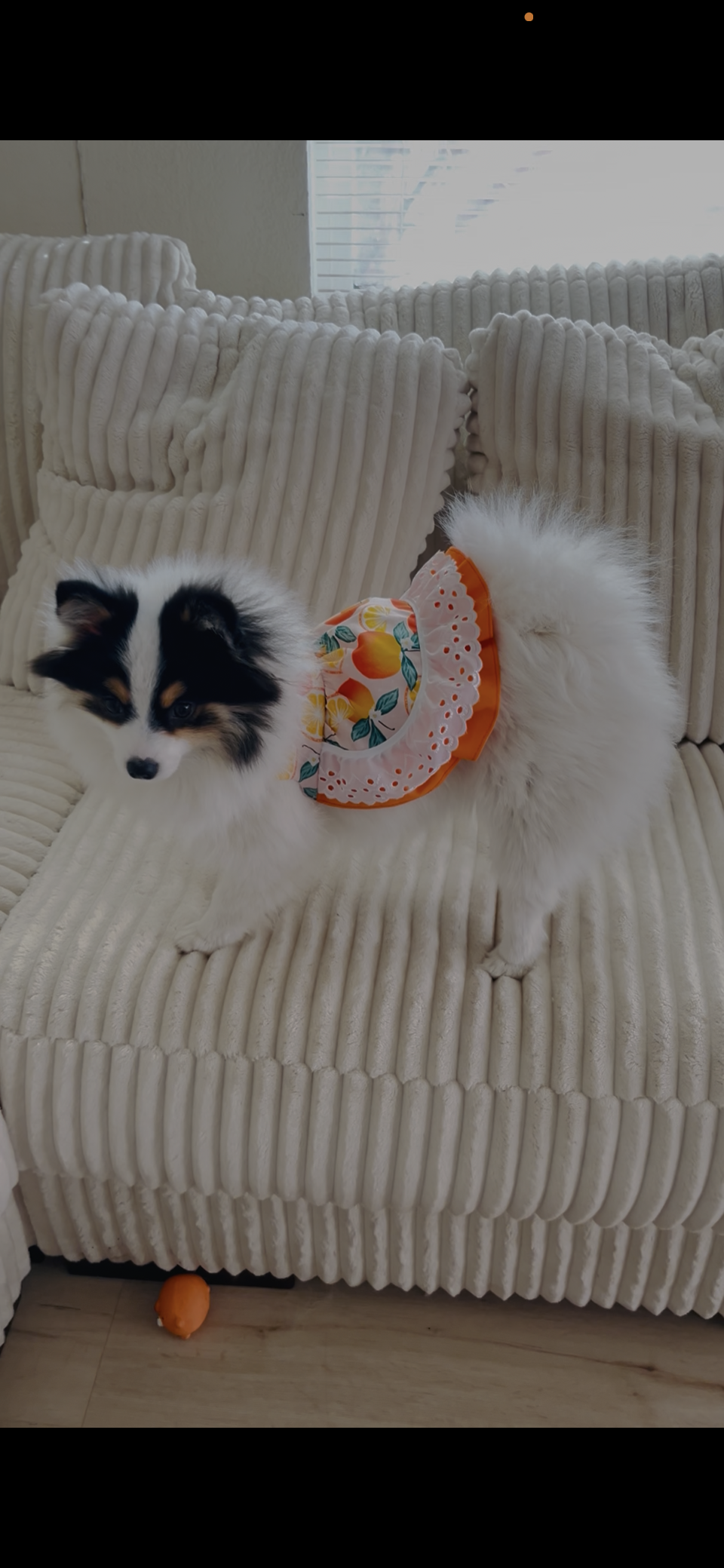Summer fresh orange treat dog dress
