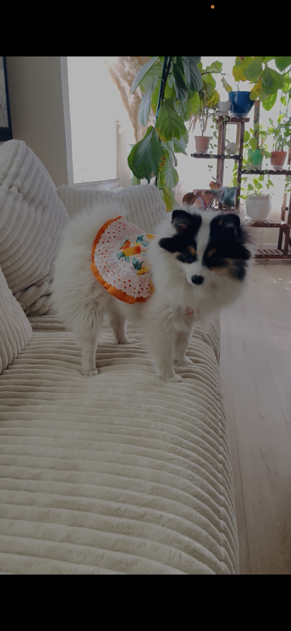 Summer fresh orange treat dog dress