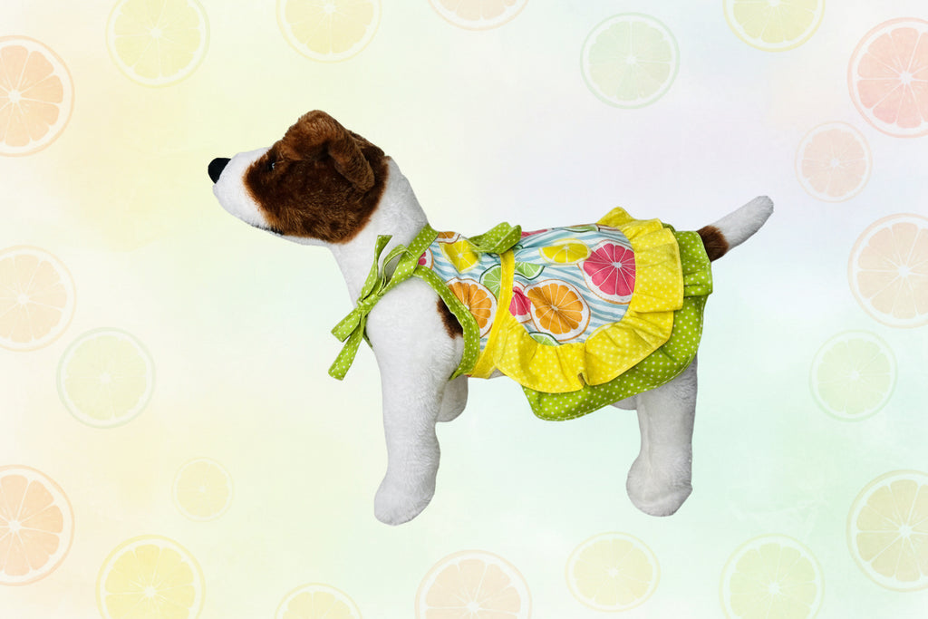 Small dog wearing a colorful dress with fruit pattern on a white background
