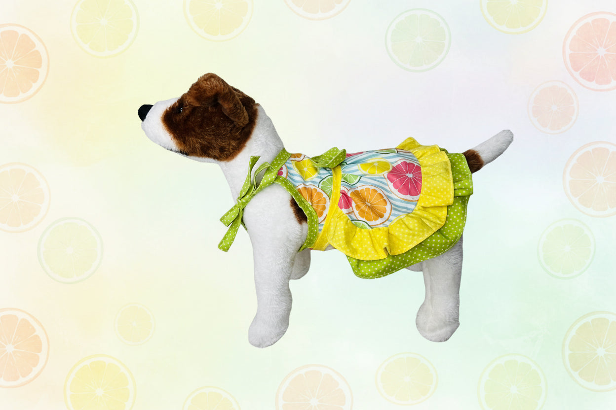 Small dog wearing a colorful dress with fruit pattern on a white background