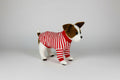 Small dog wearing a red and white striped outfit on a white background