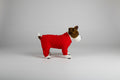 Dog wearing a red outfit on a white background