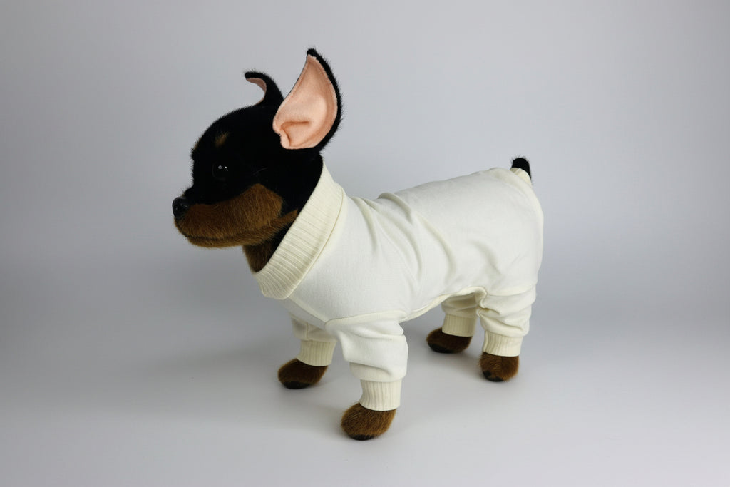 Small dog wearing a white outfit on a white background