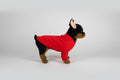 Small dog wearing a red onesie on a white background