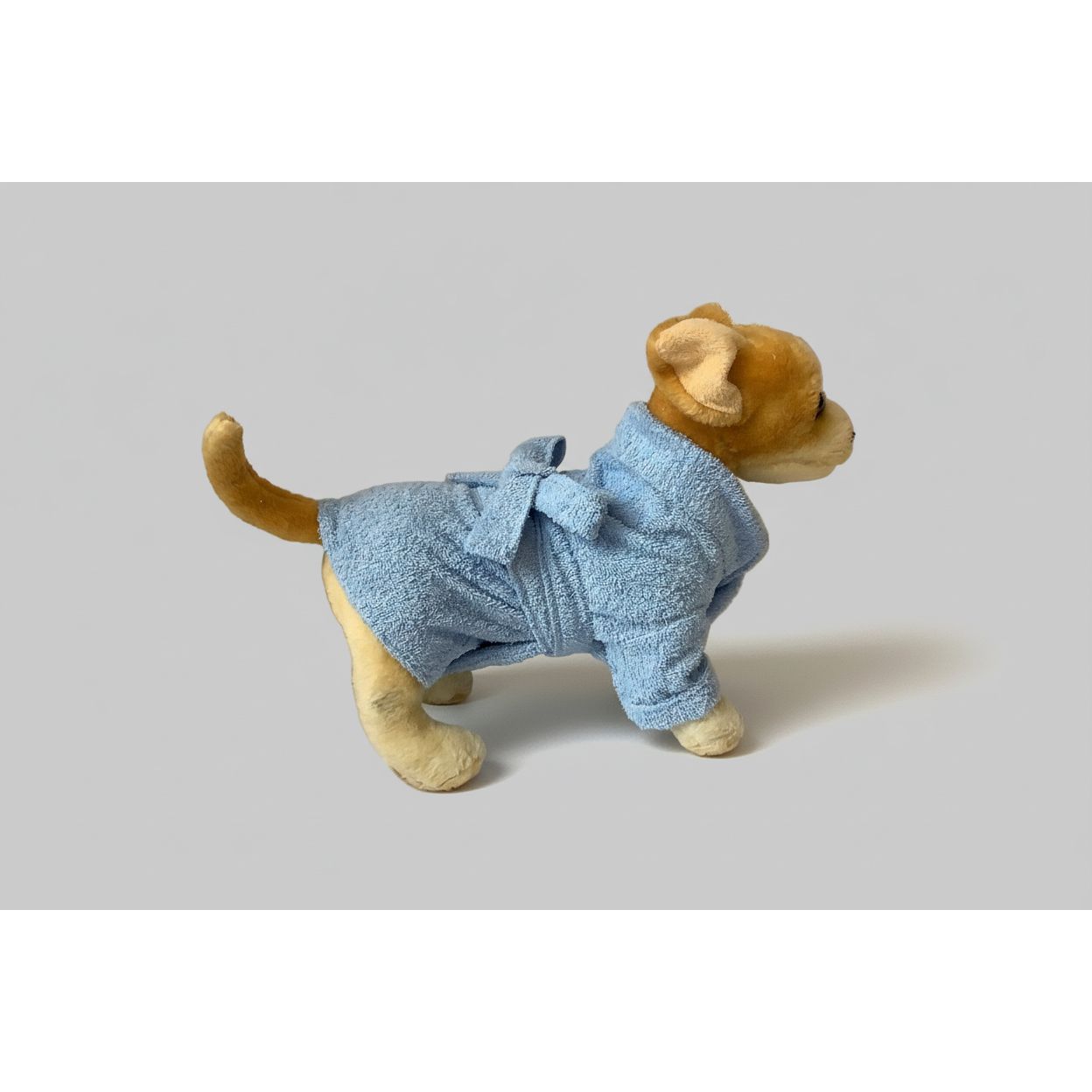 Small dog wearing a blue robe standing on a white surface with a beige curtain background