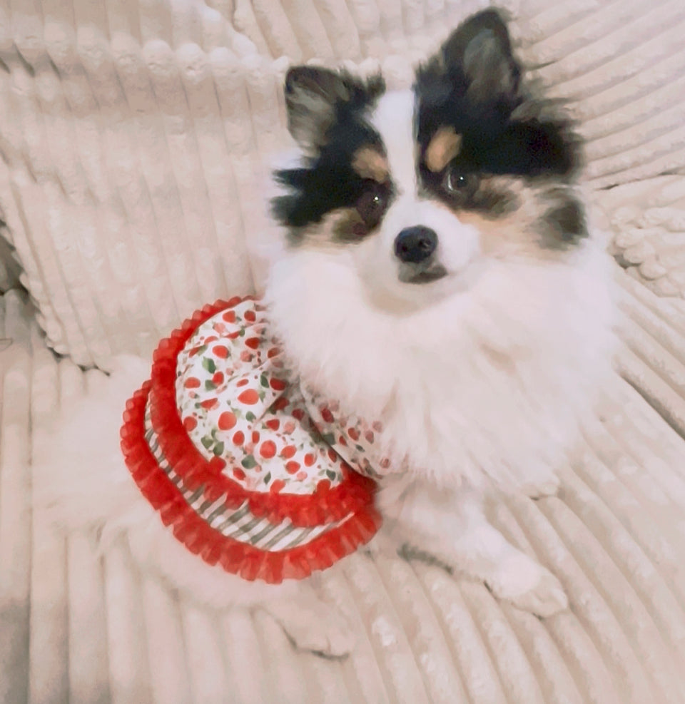 Small dog wearing a red and white dress with floral pattern on a textured surface