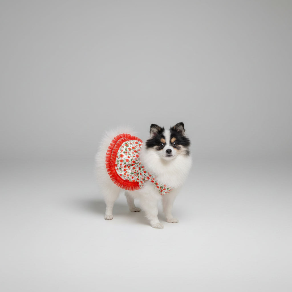 Small dog wearing a red and white patterned dress sitting on a textured chair.