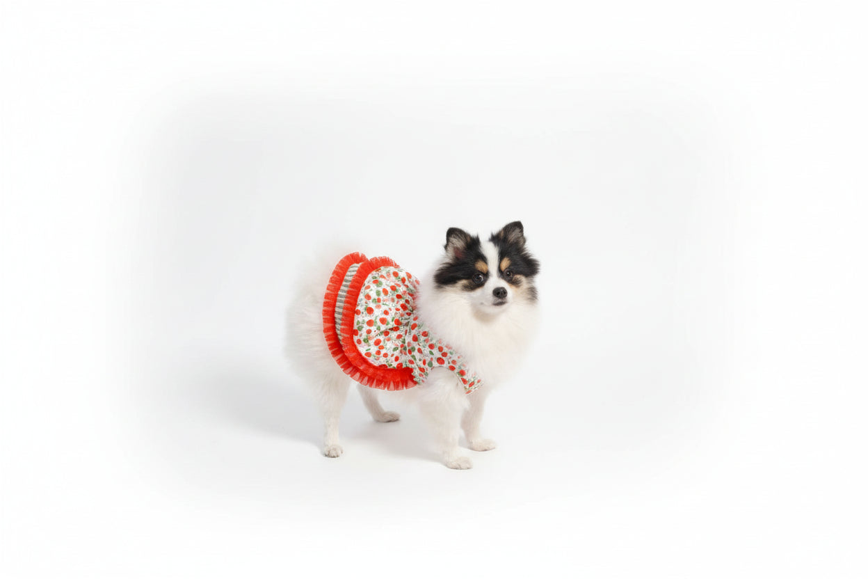 Small dog wearing a red and white patterned dress sitting on a textured chair.