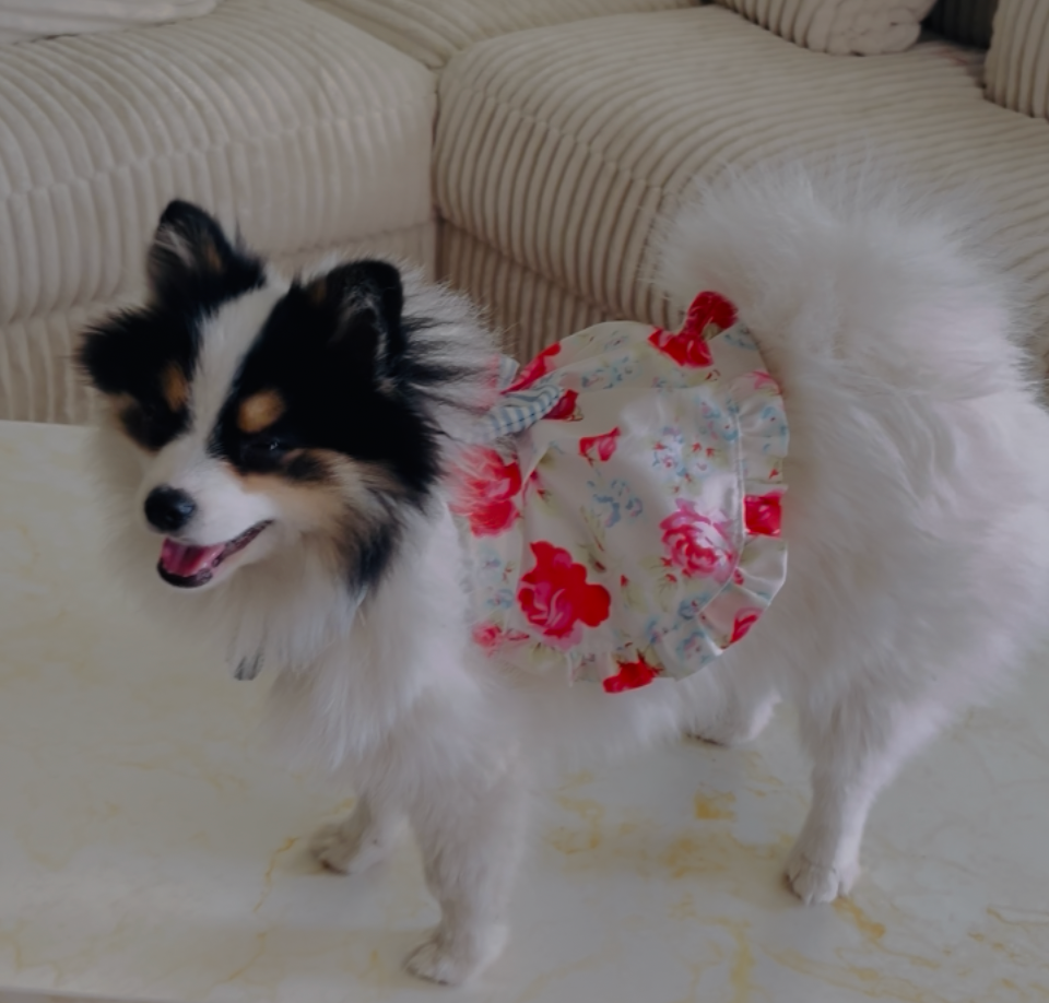 Dog wearing a floral dress 