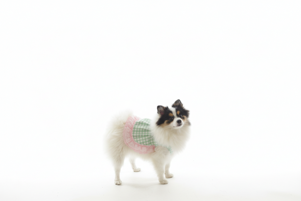 Small dog wearing a checkered dress 