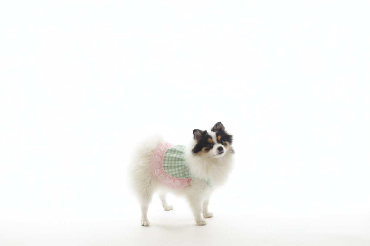 Small dog wearing a checkered dress 
