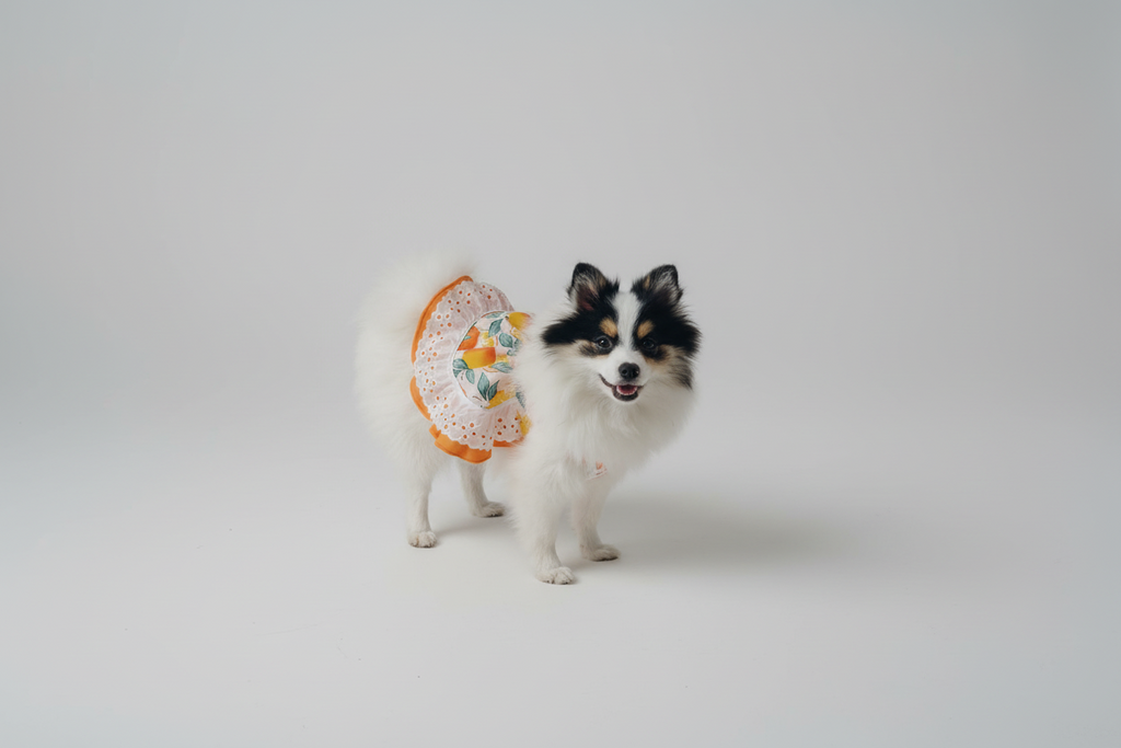 Summer fresh orange treat dog dress