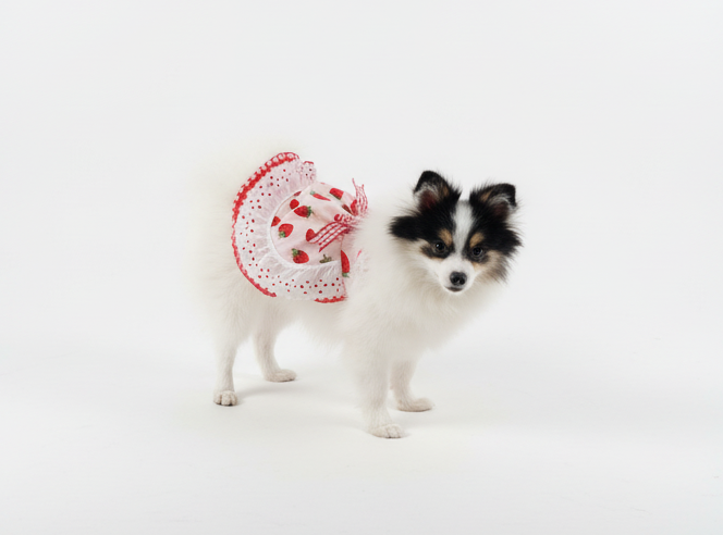 Small dog sitting on a textured couch next to a decorative pillow with a butterfly design.