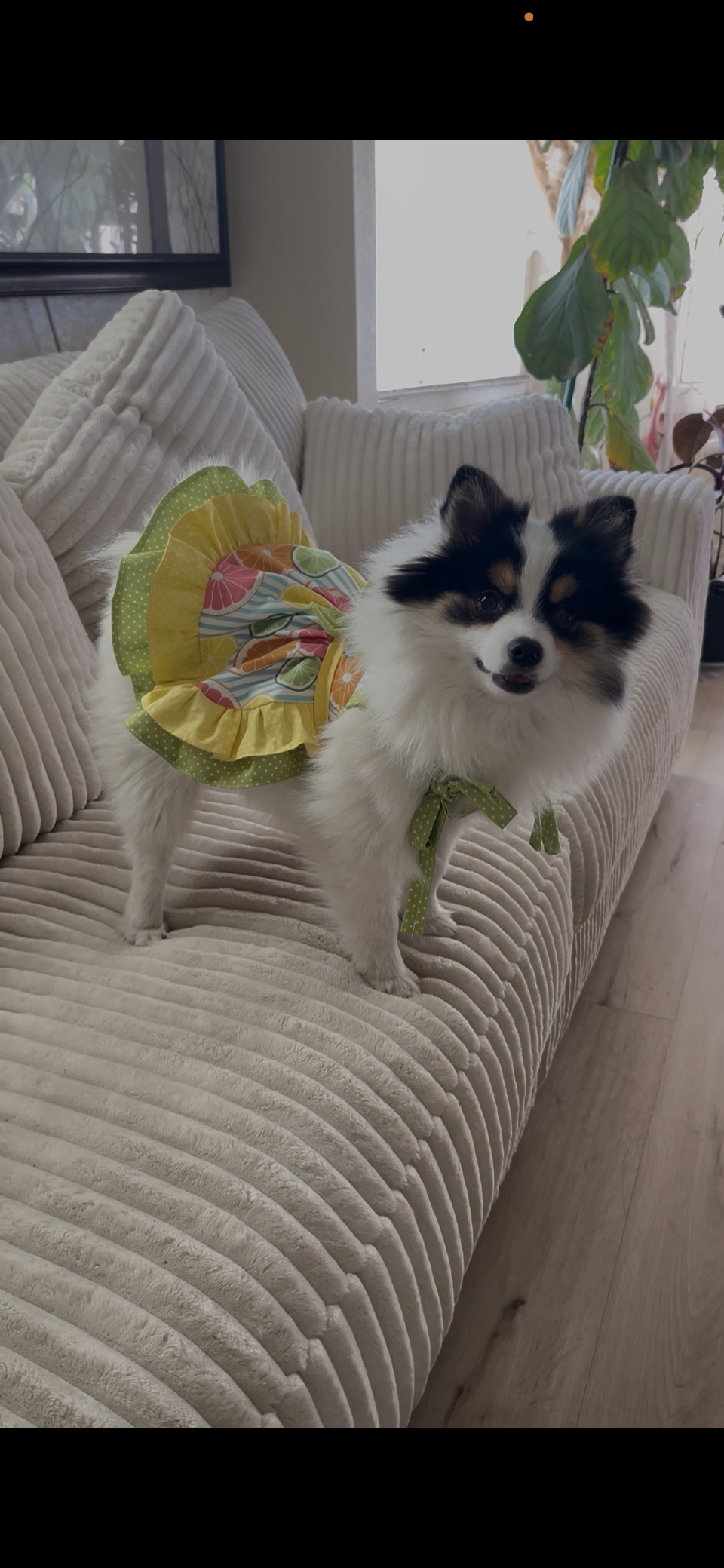 Summer citrus summer dog dress