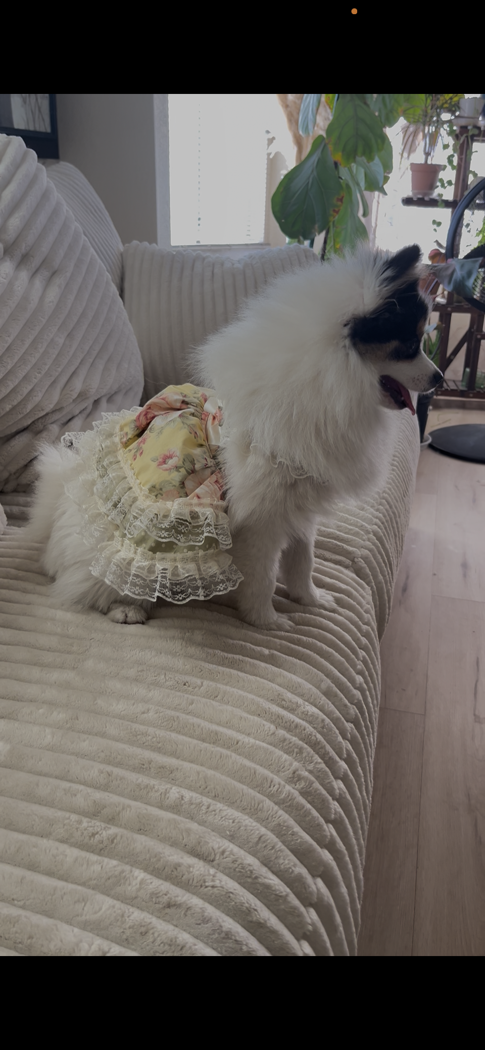 Elegant pale yellow and olive green shabby roses dog dress.