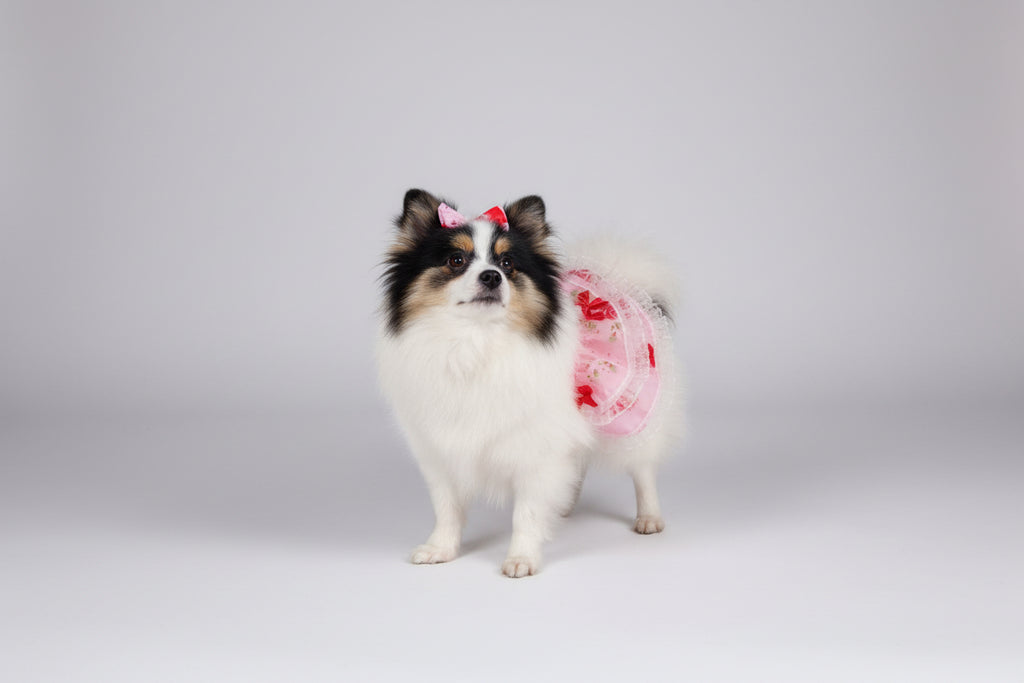 Small dog wearing a decorative outfit on a beige couch