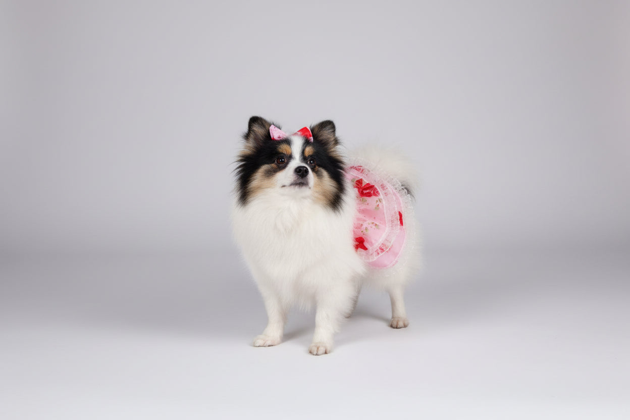 Small dog wearing a decorative outfit on a beige couch