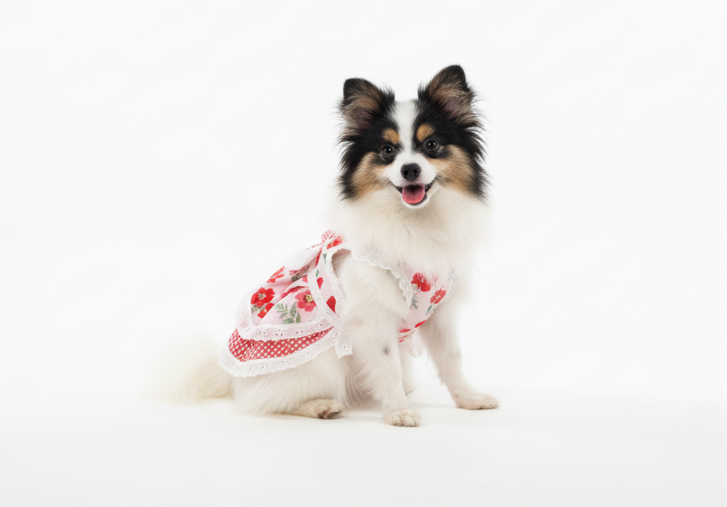 Small dog wearing a red and white checkered dress on a beige couch