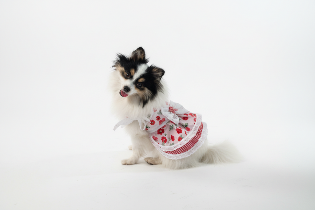 Small dog wearing a red and white dress on a beige couch