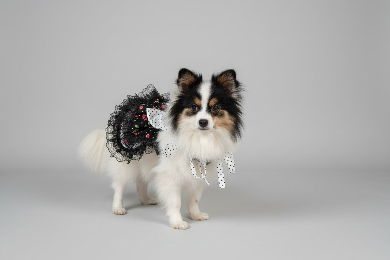Small dog wearing a decorative outfit on a couch