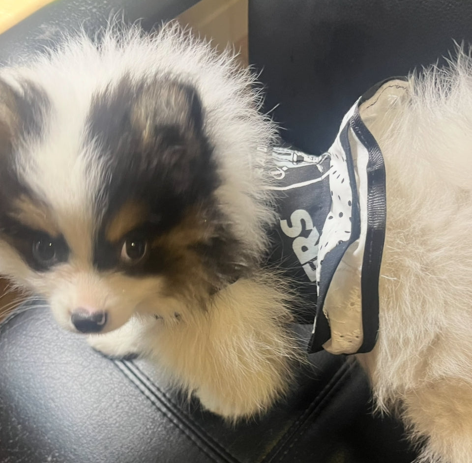 Harness Ruffles with Leash