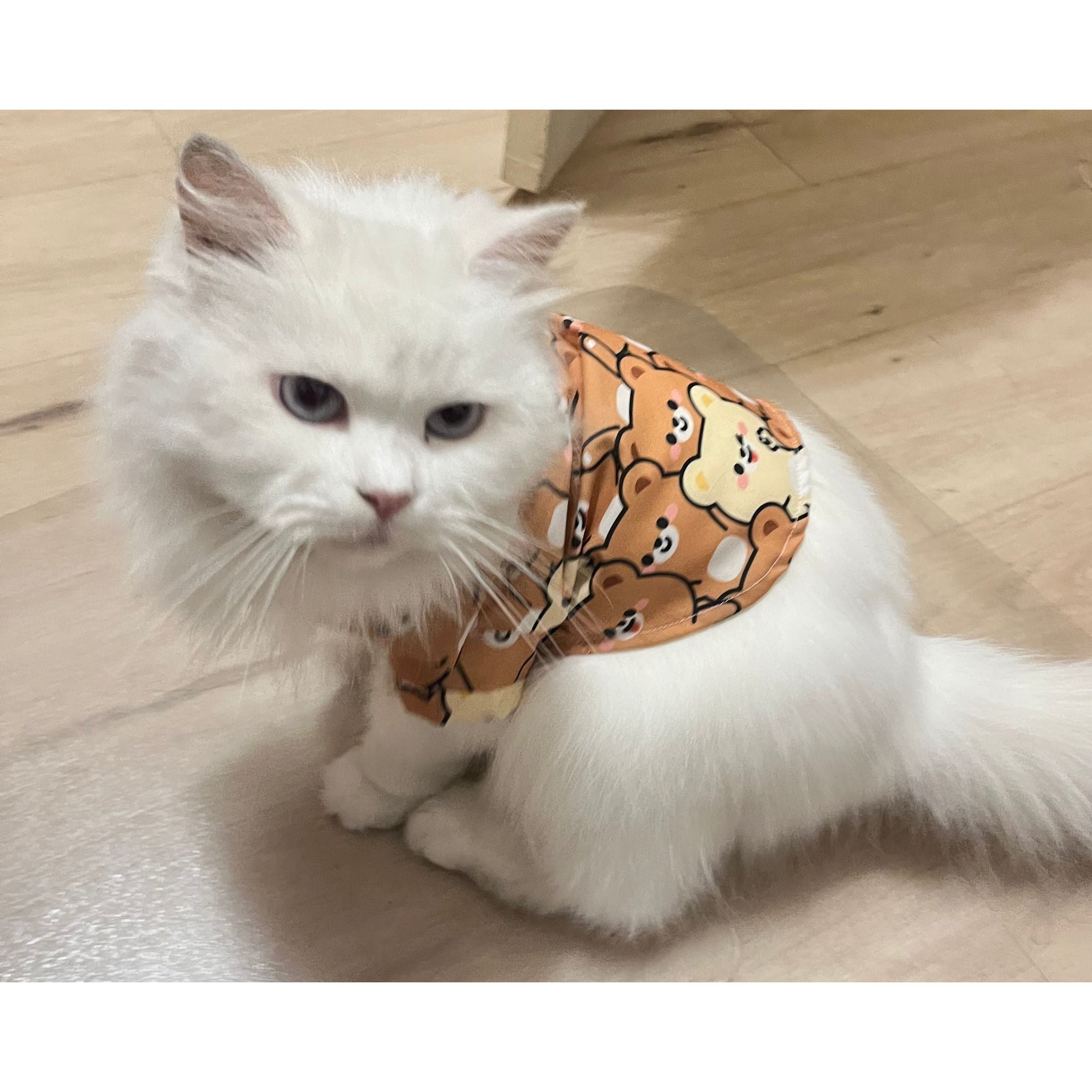 Teddy Bear Dog Shirt