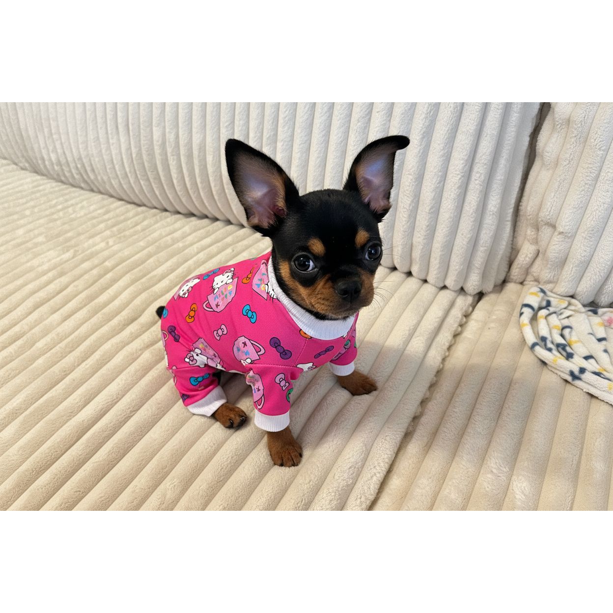 Small dog wearing a pink Hello Kitty outfit on a beige couch.