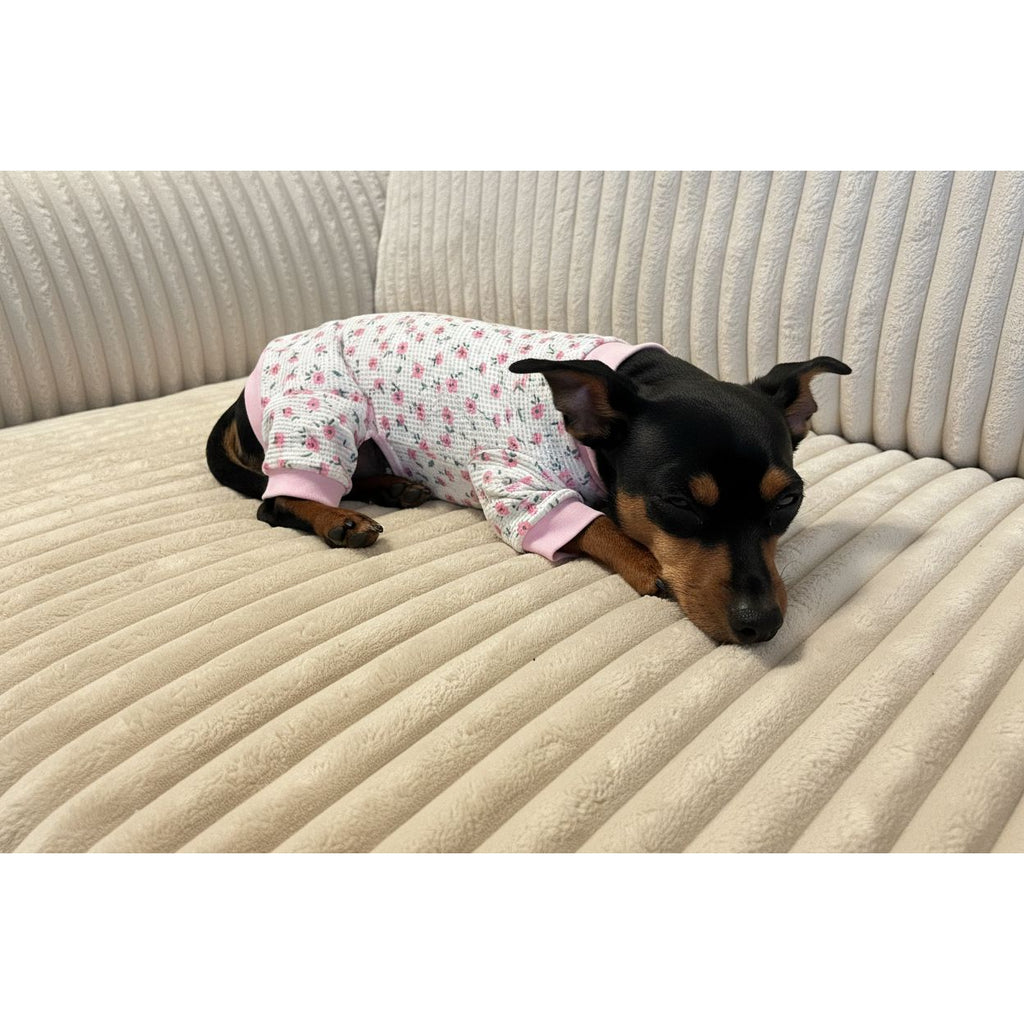 Small dog wearing a floral outfit on a beige couch