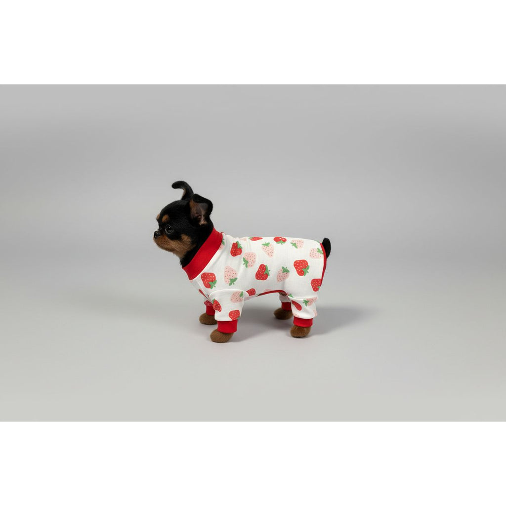 Small dog wearing a strawberry patterned outfit on a beige couch