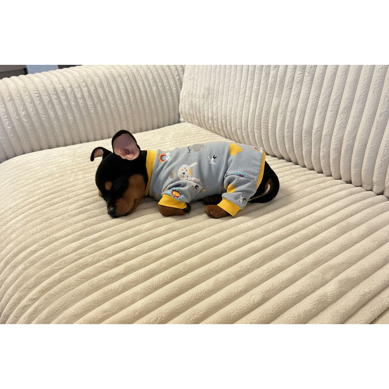 Small dog wearing a gray outfit with colorful patterns on a beige sofa.