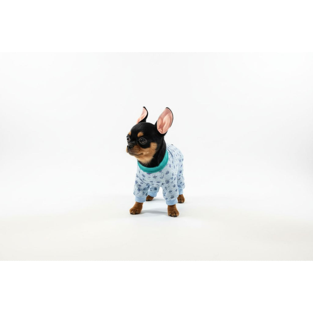 Small dog wearing a blue floral onesie on a beige couch