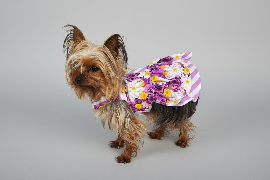 Small dog wearing a colorful outfit on a concrete surface with grass in the background