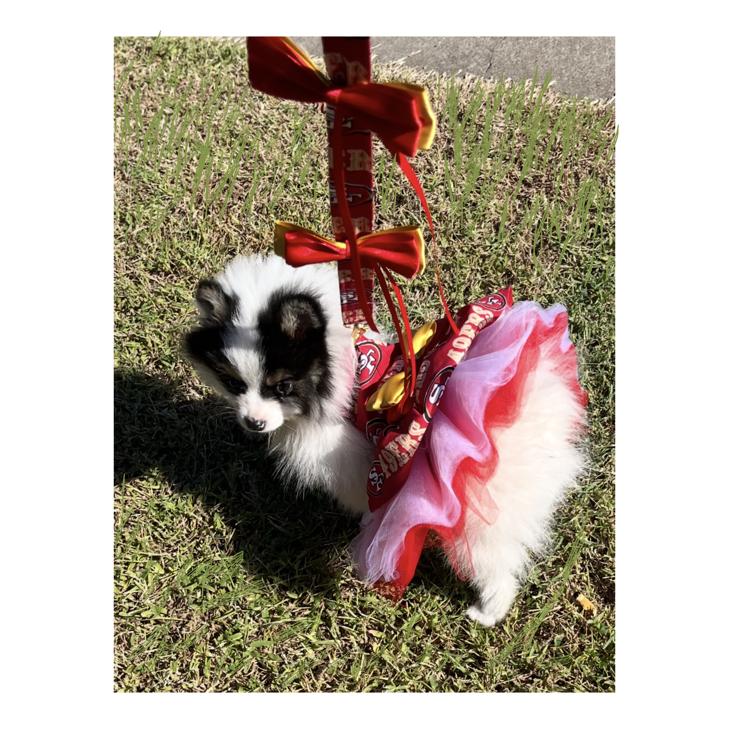 Niners Dress Harness Tutu with leash