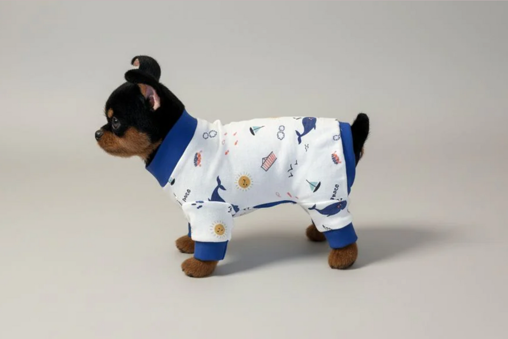 Small dog wearing a white pajama with blue trim on a gray background