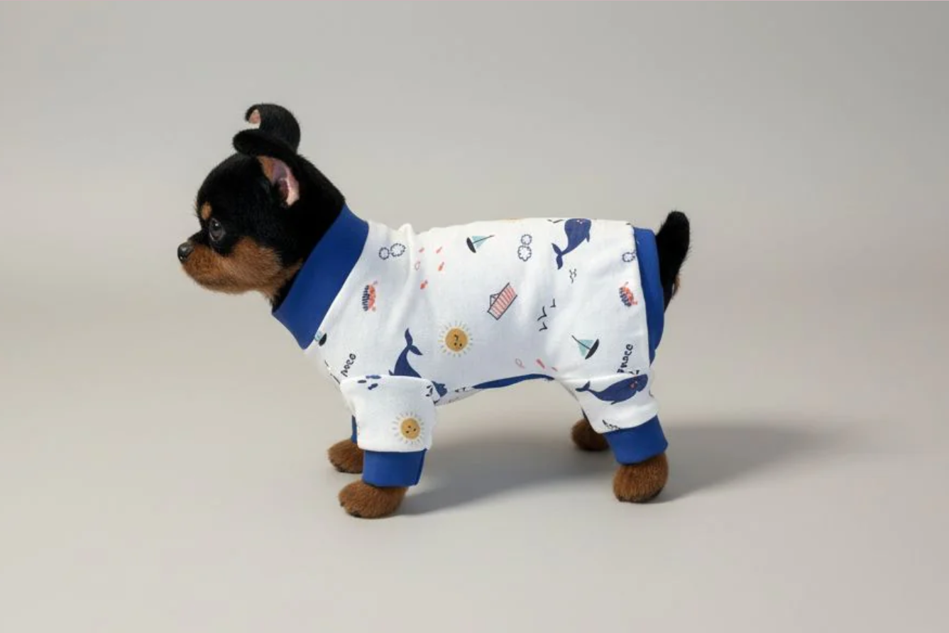 Small dog wearing a white pajama with blue trim on a gray background