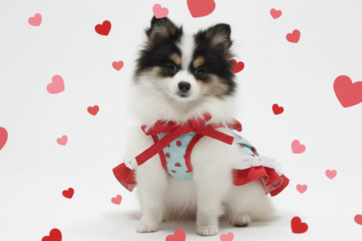 Small dog wearing a red outfit with hearts on a white background