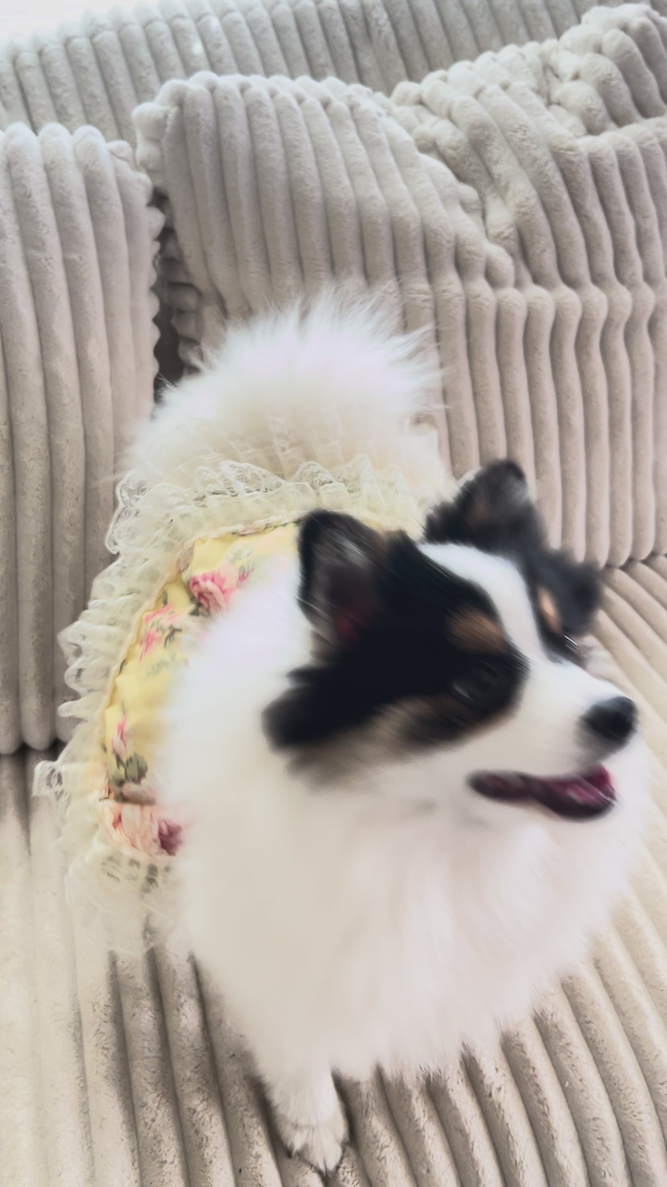 Elegant pale yellow and olive green shabby roses dog dress.