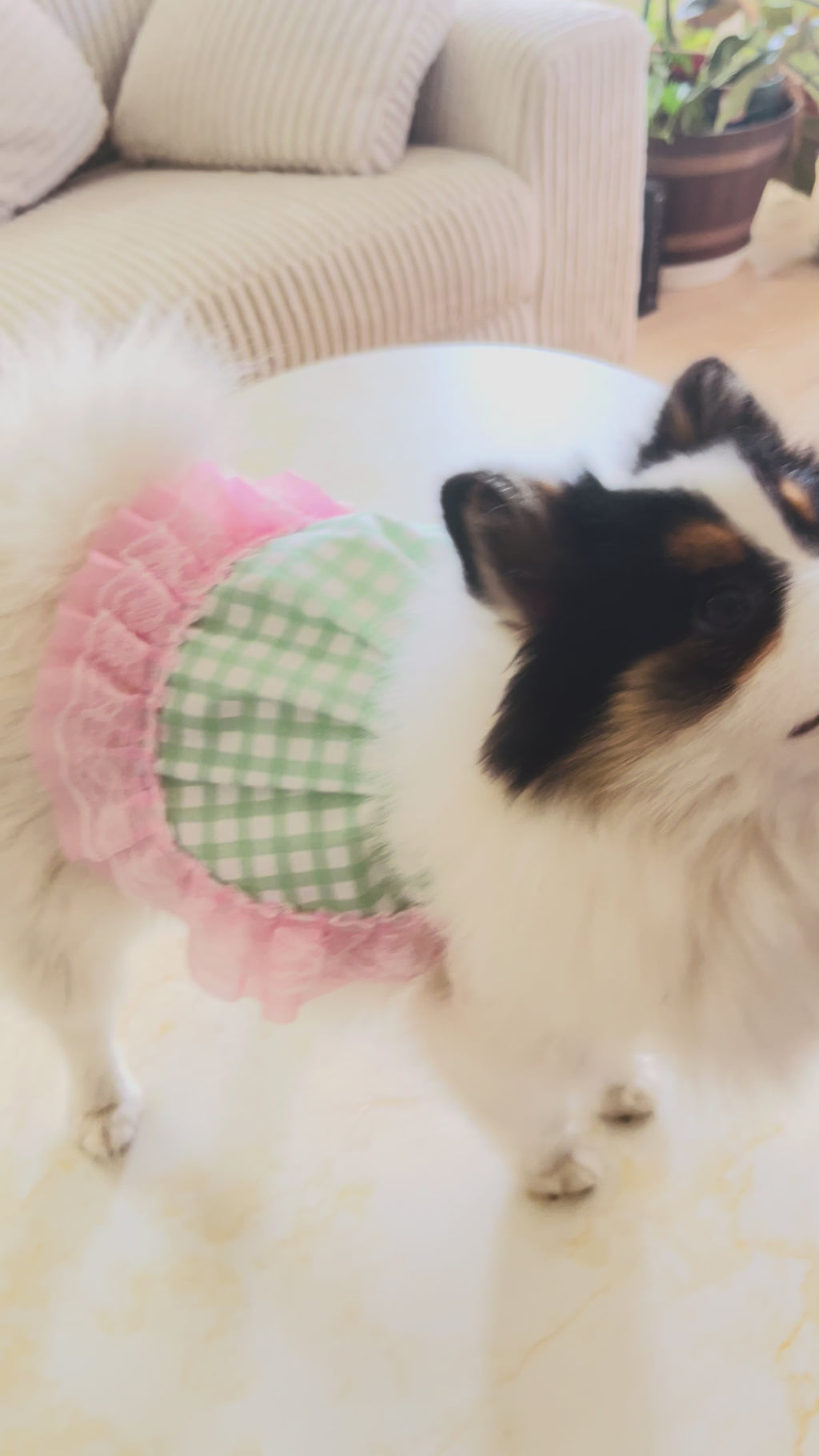 Mint green gingham dog dress