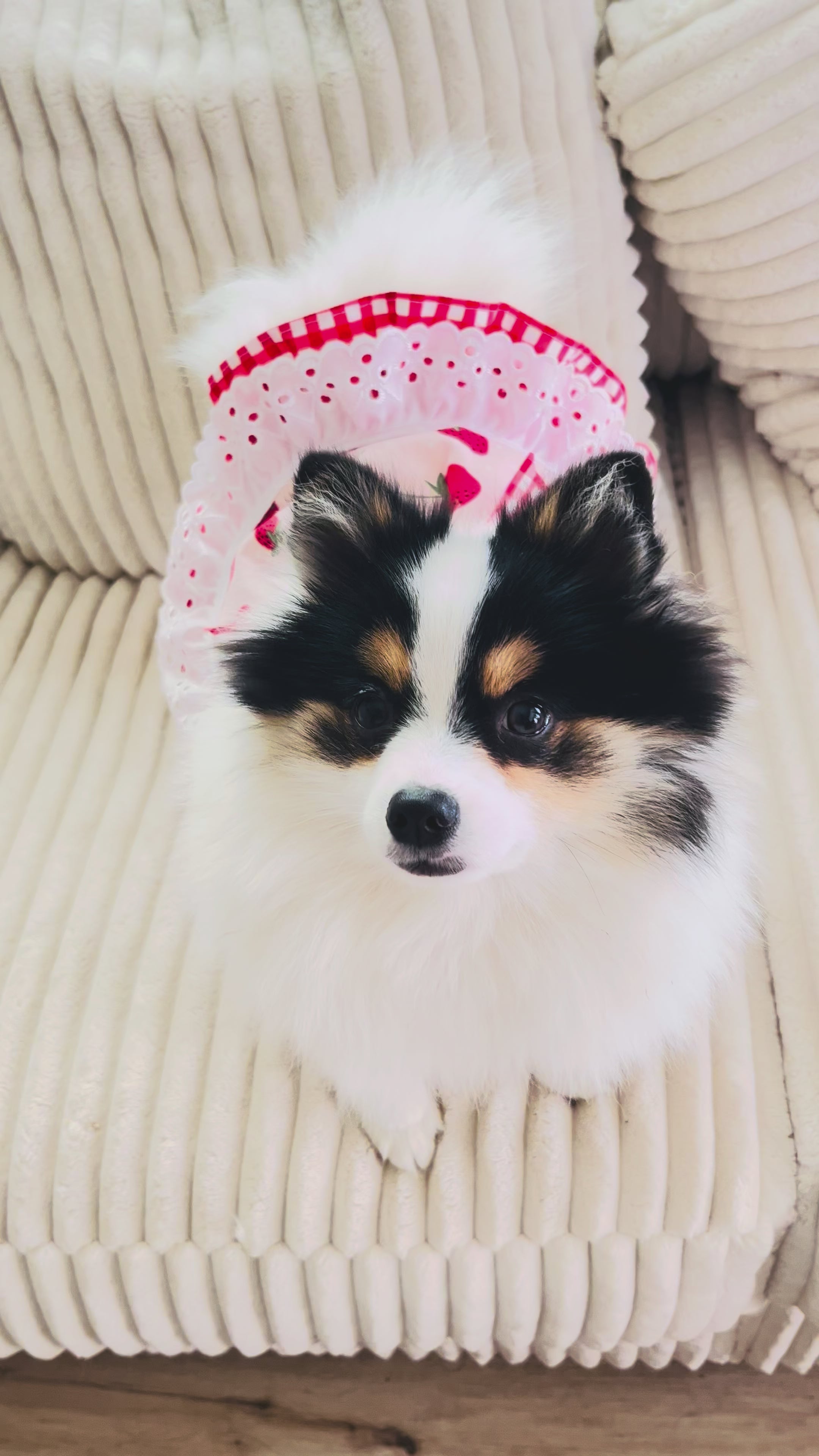 Adorable red delicious strawberry pattern dog dress