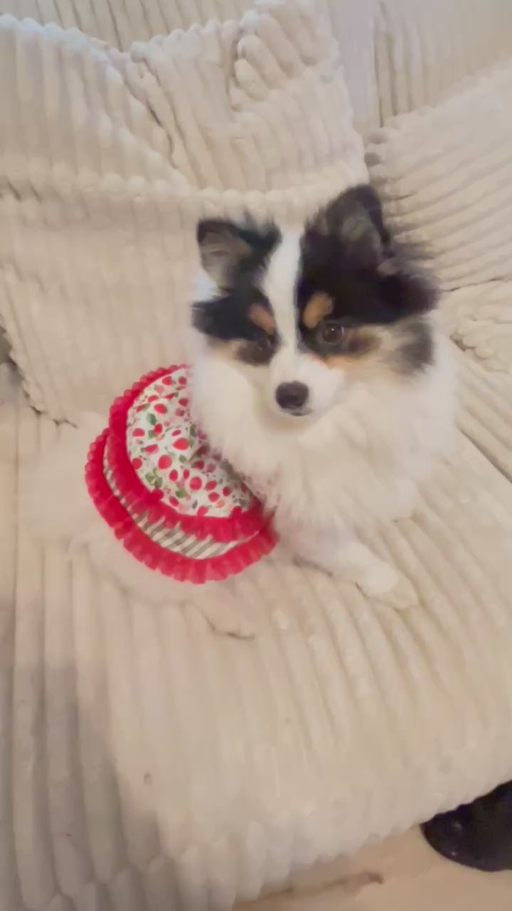 Summer fresh sweet strawberries green and red dog dress.