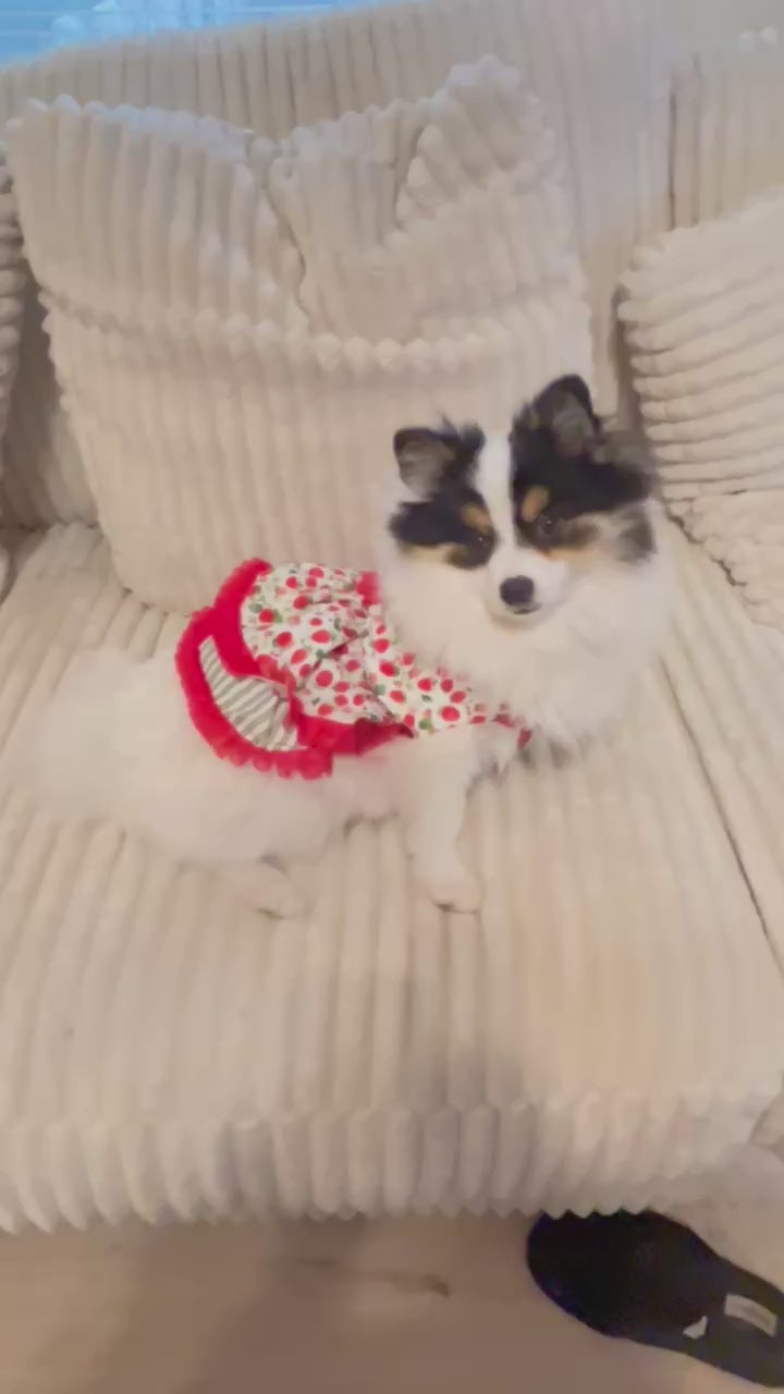 Summer fresh sweet strawberries green and red dog dress.