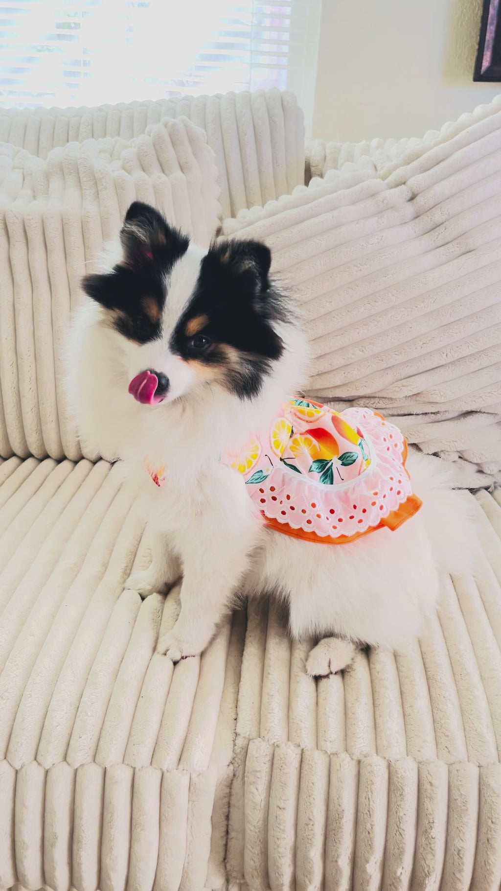 Summer fresh orange treat dog dress
