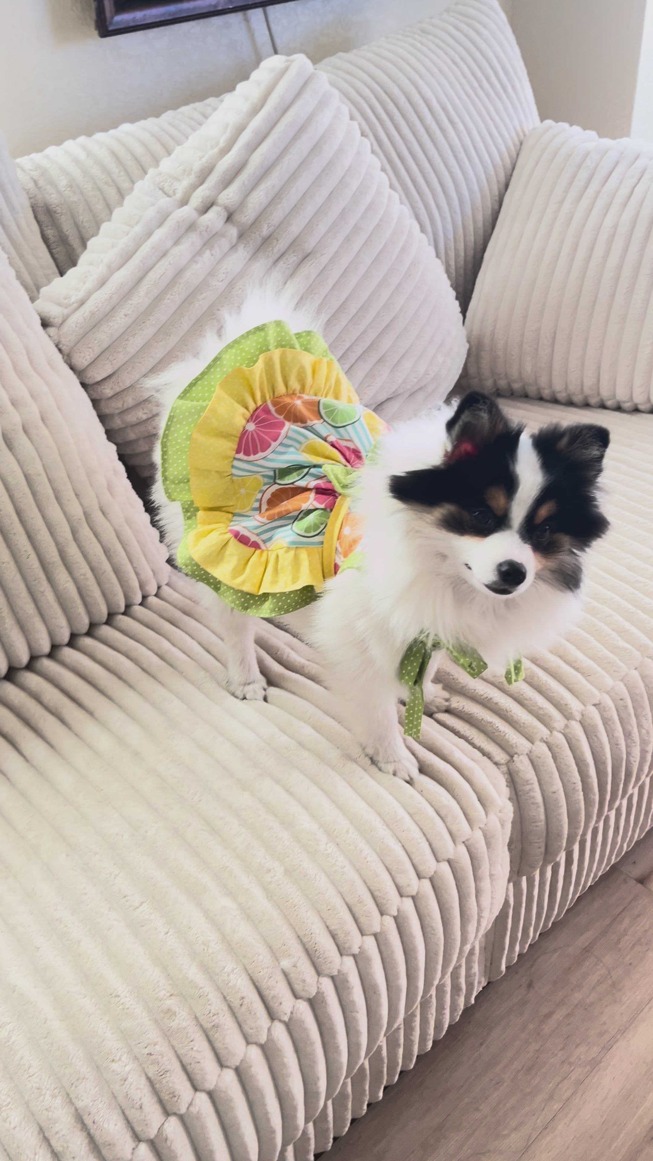 Summer citrus summer dog dress